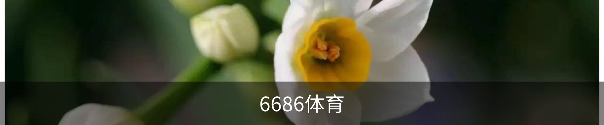 6686体育